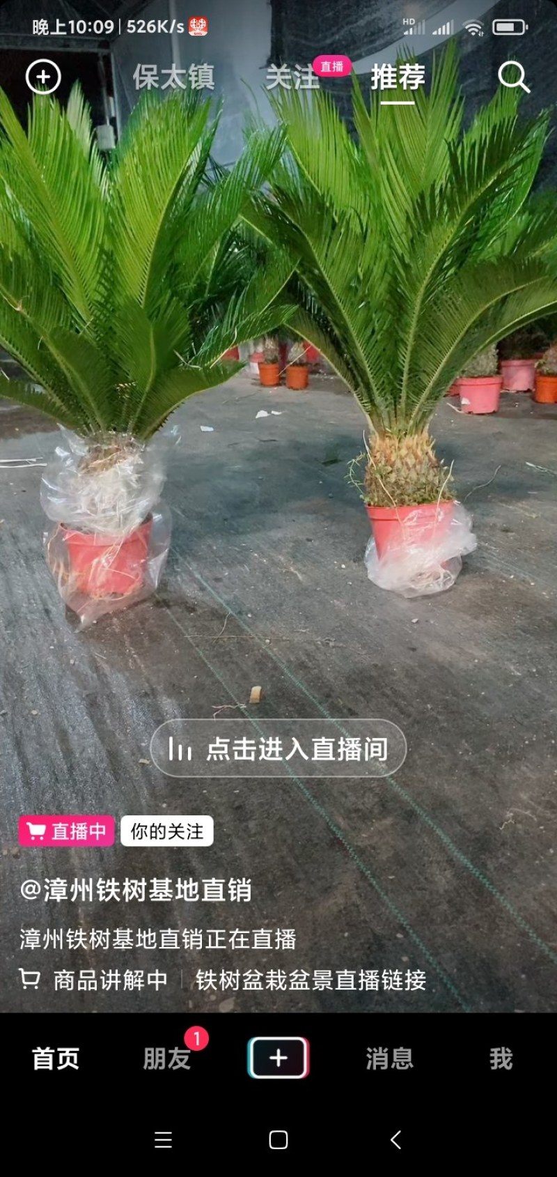 铁树批发零售盆栽地栽室内室外南方北方观赏绿化