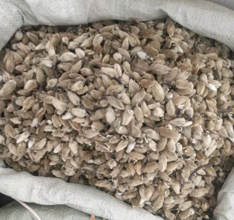 振兴药材批发供应辛夷花规格齐全产地直供一手货源全国发货