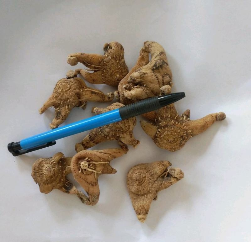 三叉白芨个常年供应多种规格三叉白芨个一手货源批发价