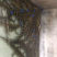 鳄鱼
