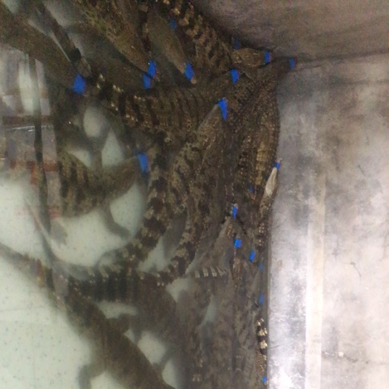 鳄鱼