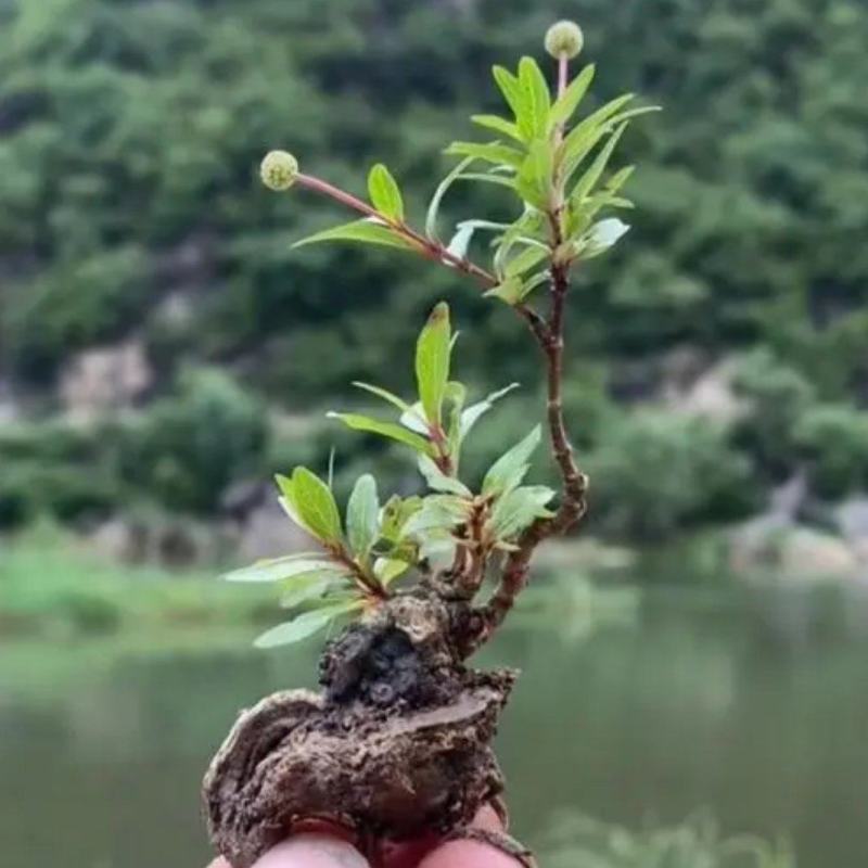 水杨梅各类大小下山桩，又名细叶水团花！有水有土就可以养活