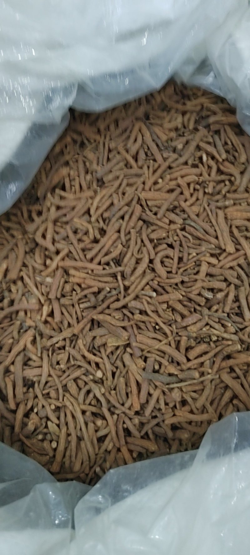 公英根
