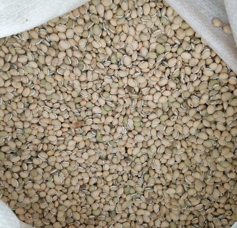 振兴药材批发供应白扁豆规格齐全产地直供一手货源全国发货