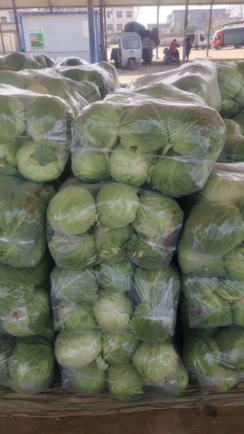 甘蓝大量上市质量保障量大从优欢迎老板订购