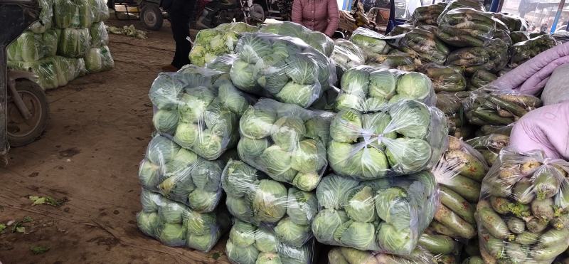 甘蓝大量上市质量保障量大从优欢迎老板订购