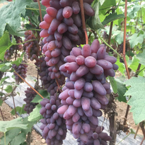 茉莉香葡萄上市河北葡萄货量充足品质保证欢迎