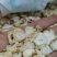 白参片