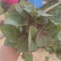 红薯秧苗