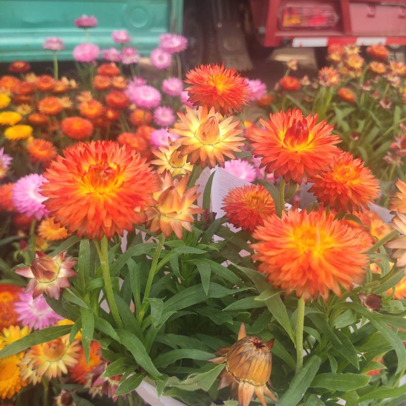 麦秆菊基地直发量大从优质量保证