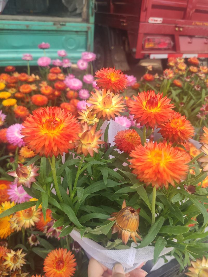 麦秆菊基地直发量大从优质量保证