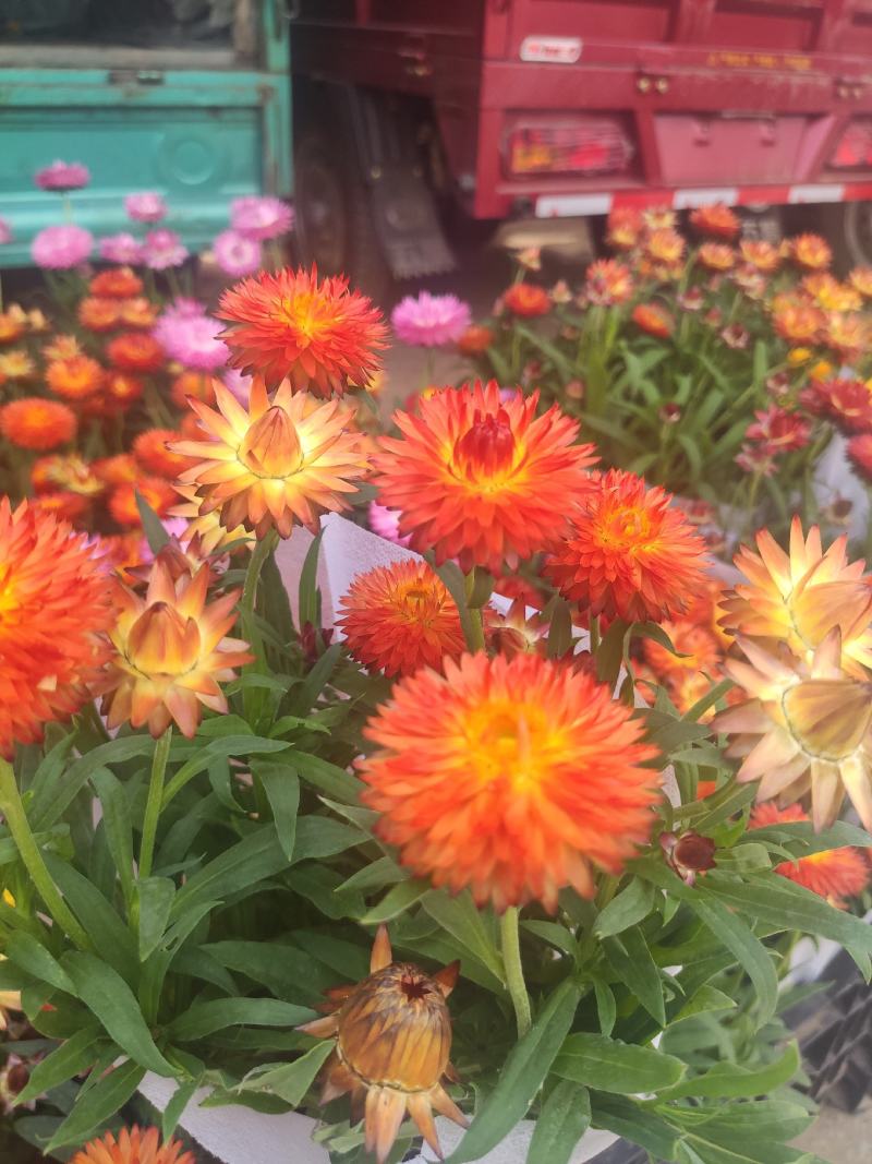 麦秆菊基地直发量大从优质量保证