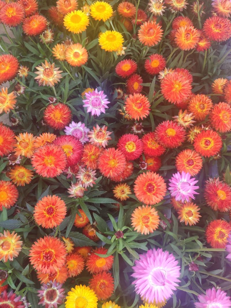 麦秆菊基地直发量大从优质量保证
