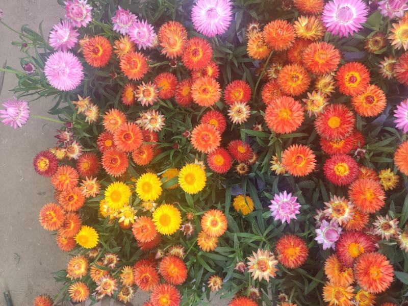 麦秆菊基地直发量大从优质量保证