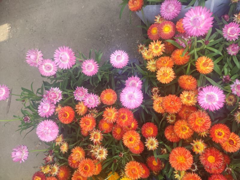 麦秆菊基地直发量大从优质量保证