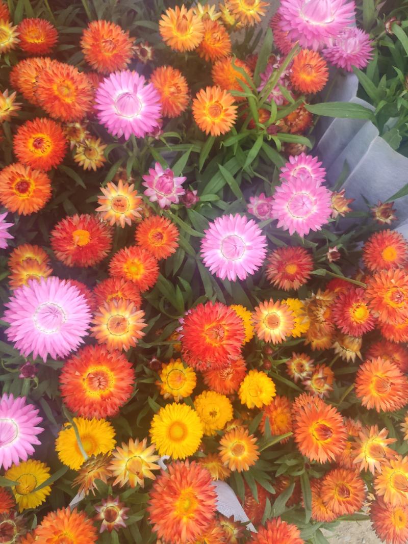 麦秆菊基地直发量大从优质量保证