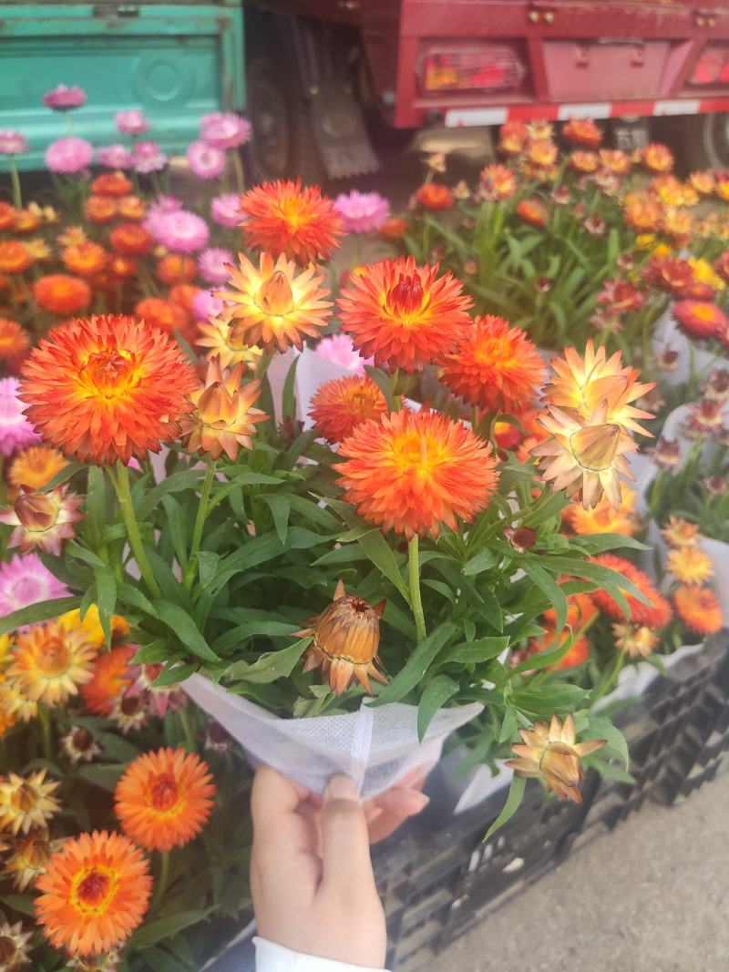 麦秆菊基地直发量大从优质量保证