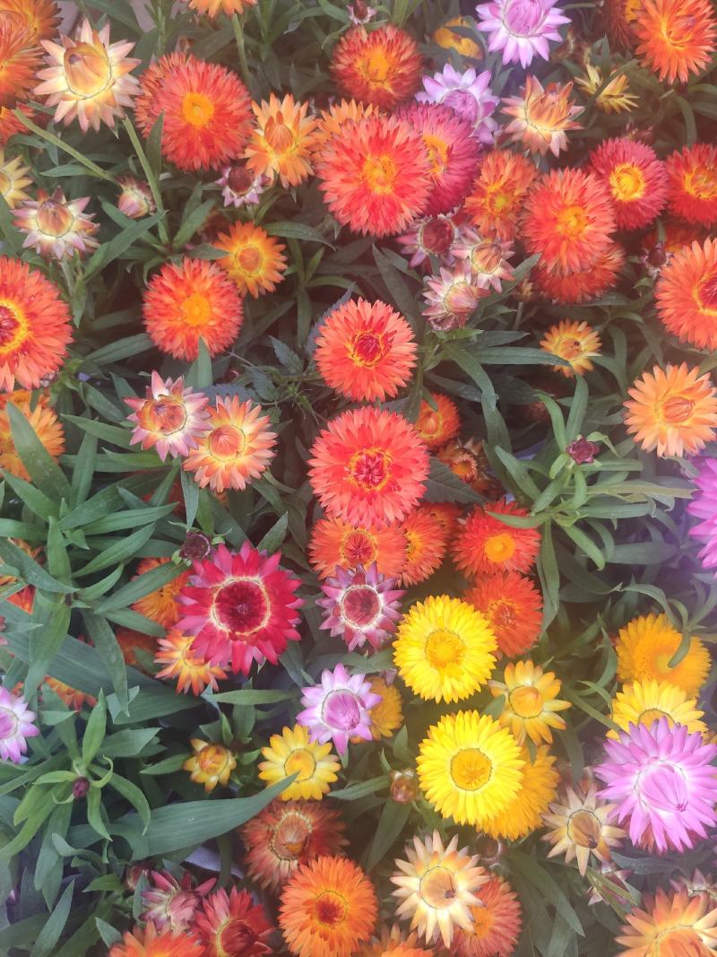 麦秆菊基地直发量大从优质量保证