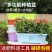 （包邮）塑料种菜盆阳台种菜神器室内特大蔬菜长方形花盆