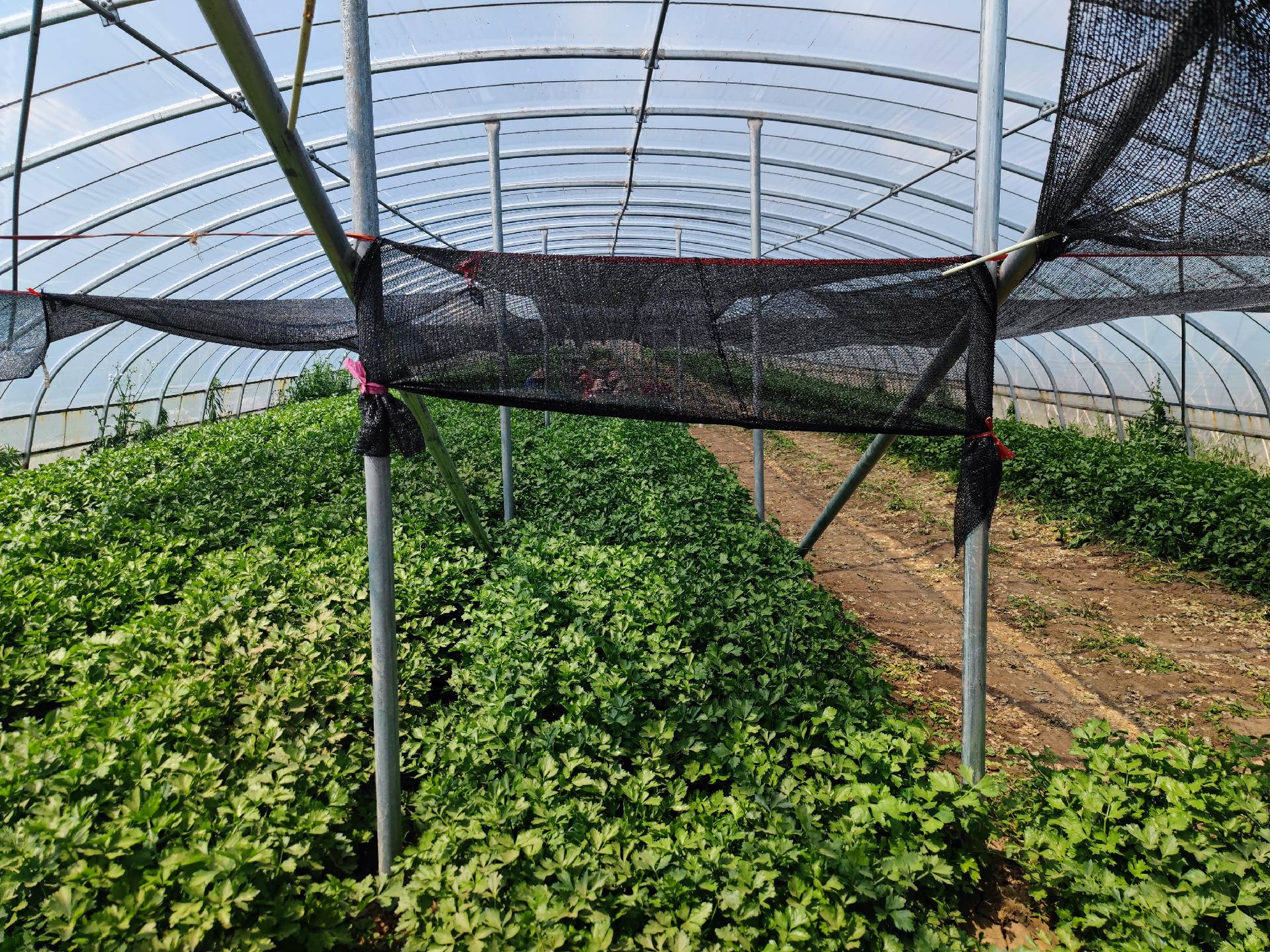 图示:长江中下游地区西芹夏季双层遮阳网(上层30%透光率黑色网+下层50%透光率银灰网)覆盖模式,棚内配备微喷系统与四周离地40 cm通风裙边,地面铺设黑色地膜抑草防溅,可见健康浓绿叶柄与紧凑株型 西芹夏季遮阳网覆盖栽培实景