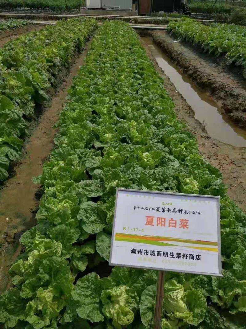 明生种业203夏阳白菜种子3-10月播种40天大白菜耐热