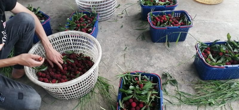早熟杨梅市食杨梅冰冻杨梅