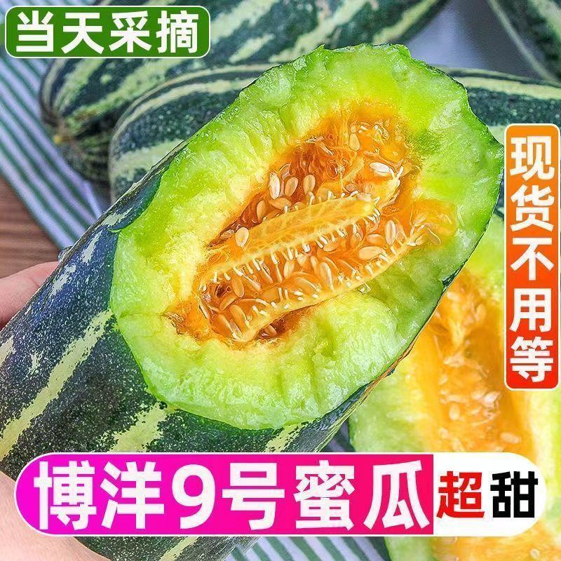 山东莘县博洋甜瓜货源充足，欢迎前来联系选购