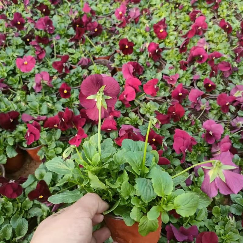 优质蝴蝶梅颜色全规格多带花苞发货基地直发量大从优