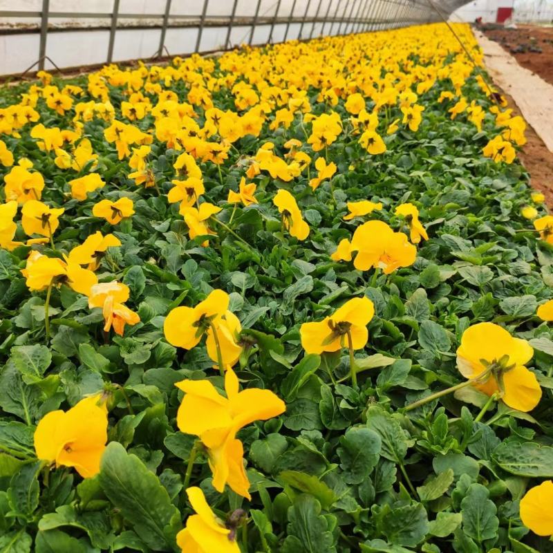 优质蝴蝶梅颜色全规格多带花苞发货基地直发量大从优