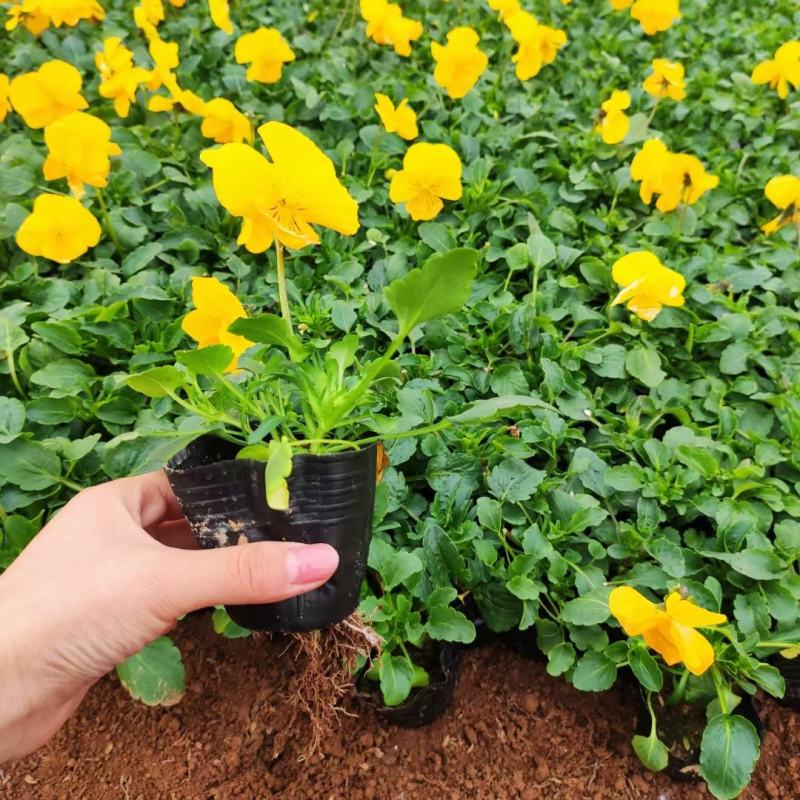 优质蝴蝶梅颜色全规格多带花苞发货基地直发量大从优