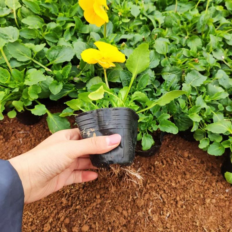 优质蝴蝶梅颜色全规格多带花苞发货基地直发量大从优