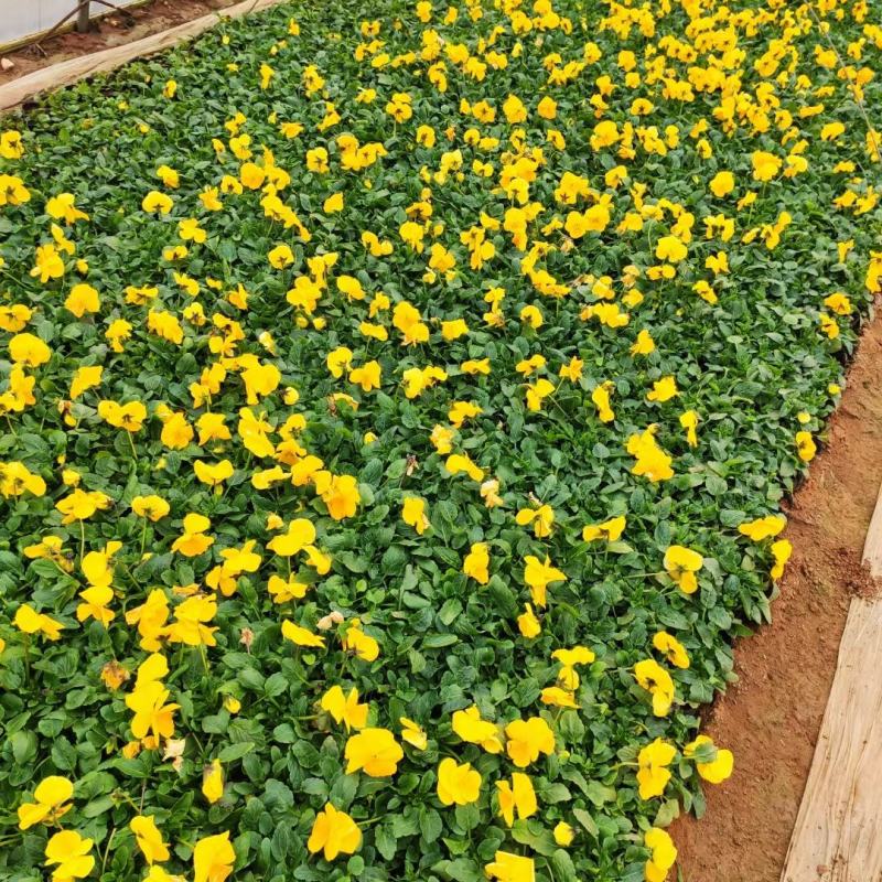 优质蝴蝶梅颜色全规格多带花苞发货基地直发量大从优