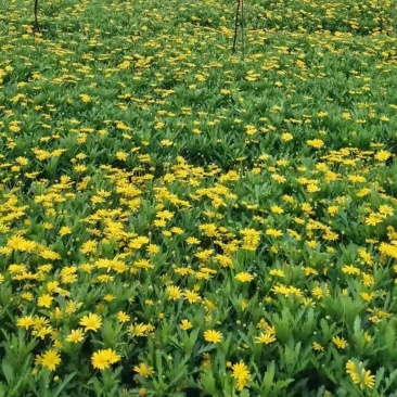 木春菊.观赏花