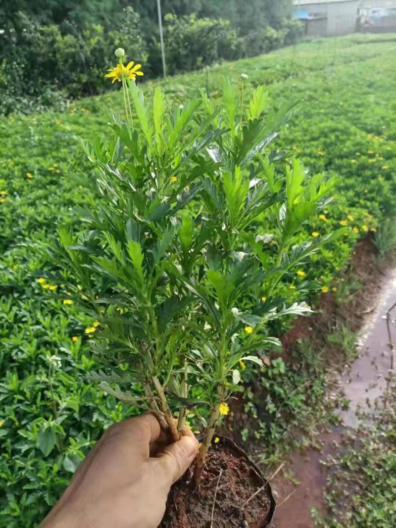 木春菊.观赏花