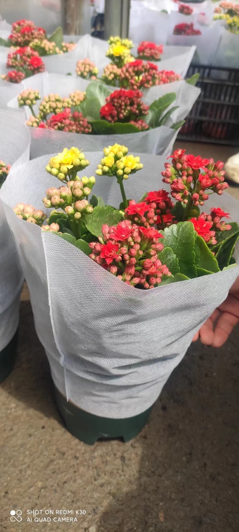 长寿各种规格各种种类颜色全，基地直发