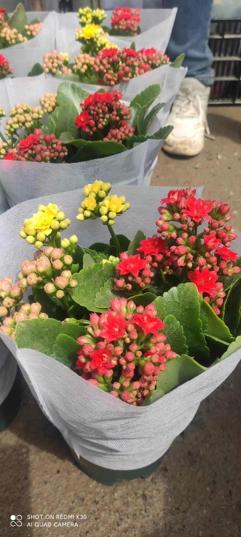 长寿各种规格各种种类颜色全，基地直发