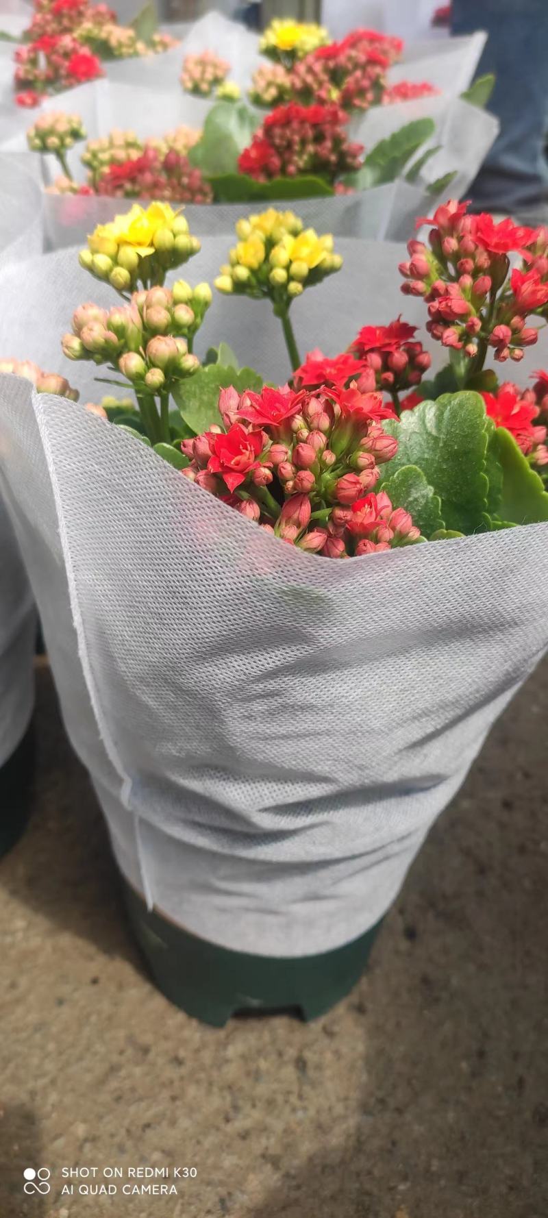 长寿各种规格各种种类颜色全，基地直发