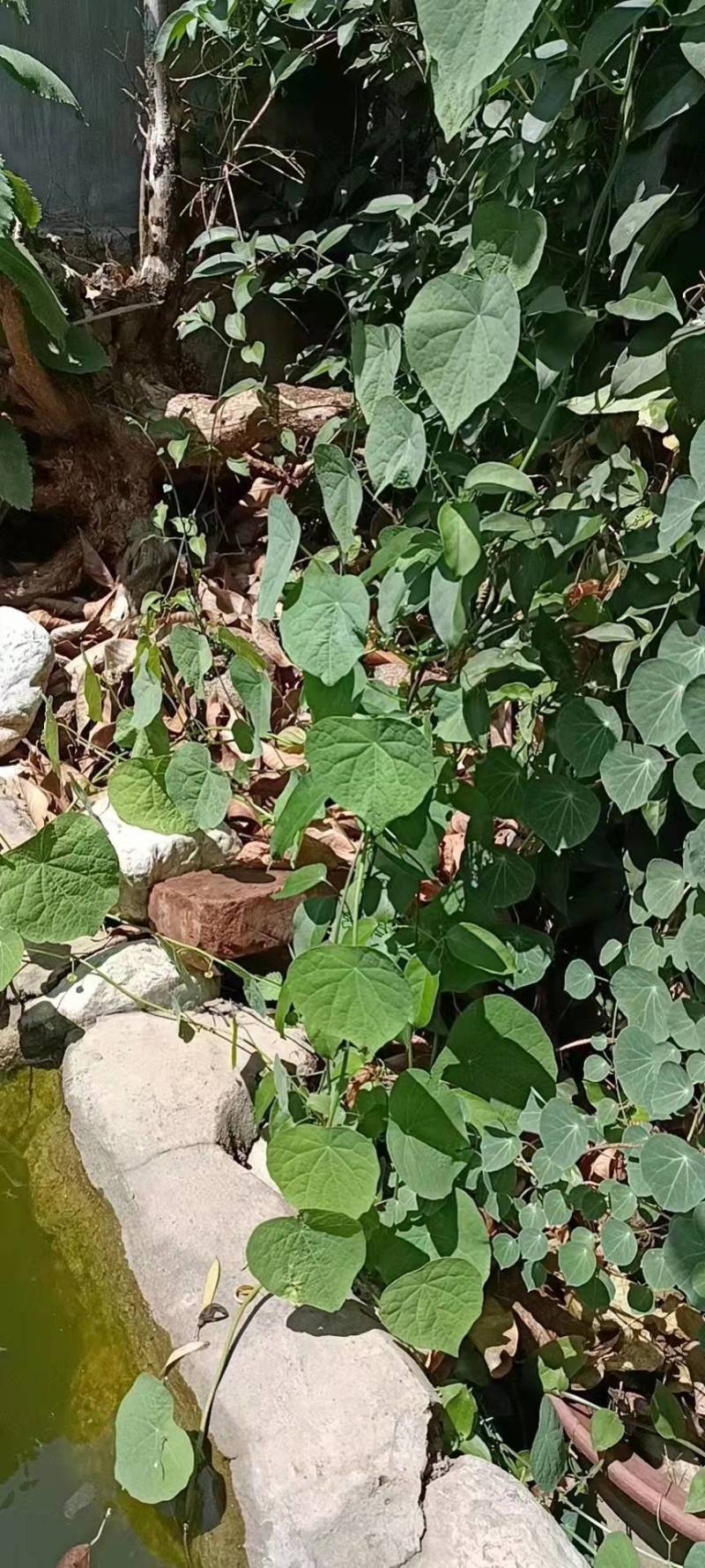 中草药千金藤山乌龟种苗红藤山乌龟绿藤山乌龟带苗种球