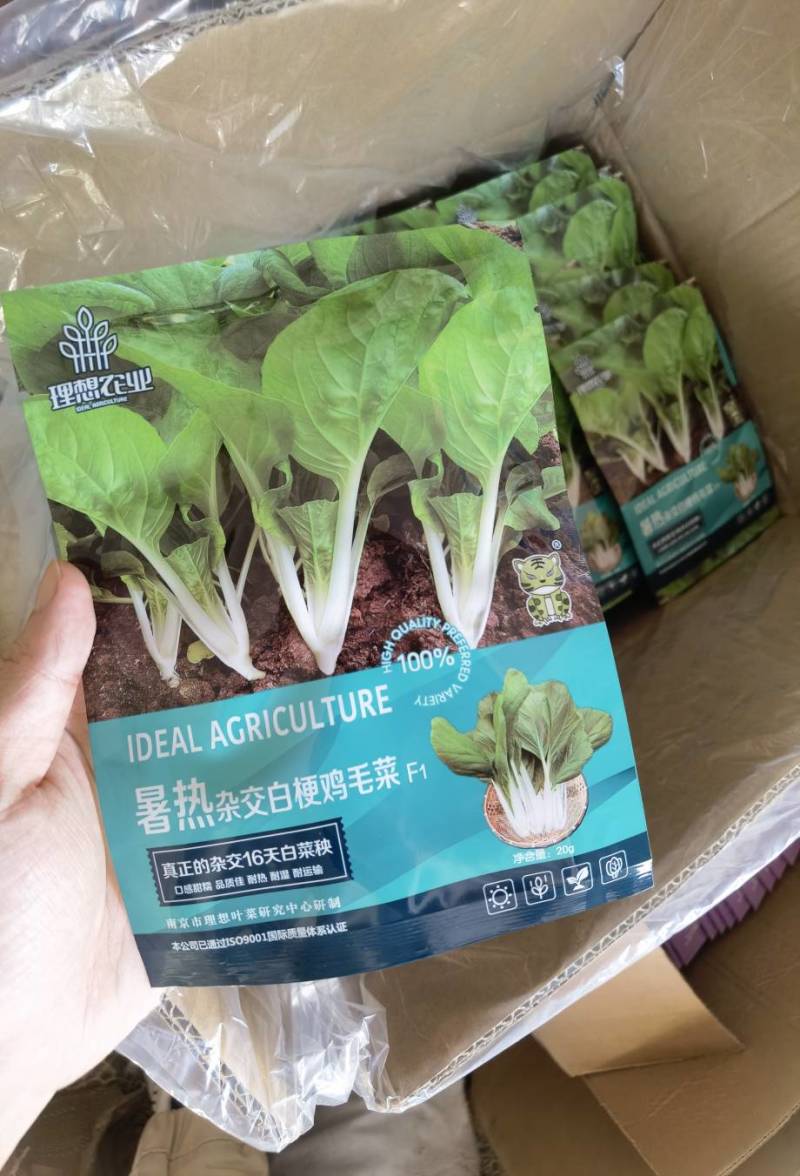 明生种业暑热杂交白梗鸡毛菜种子种籽16天速生