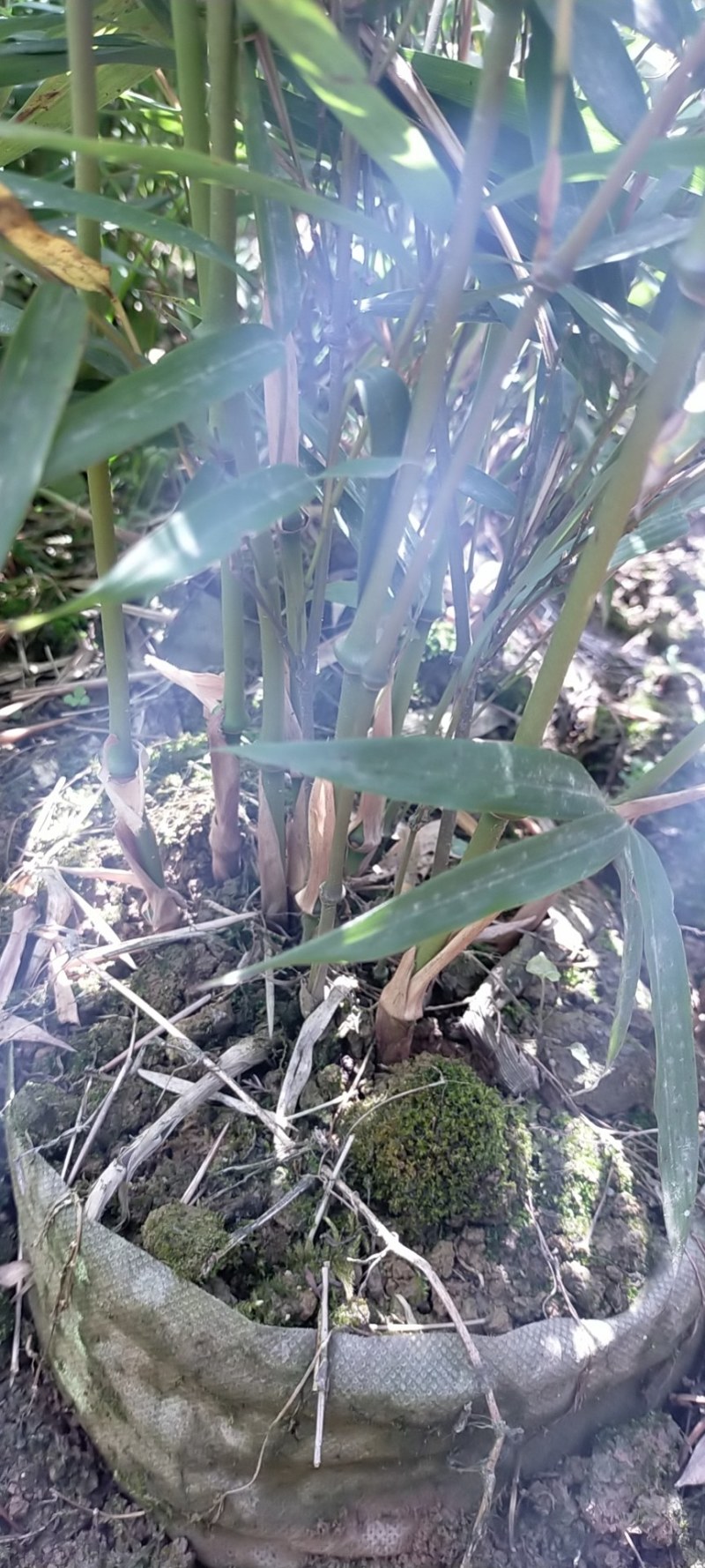 筇竹
