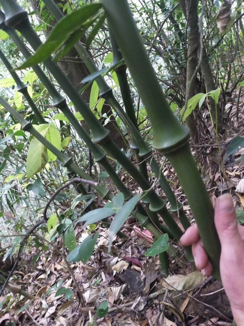 筇竹