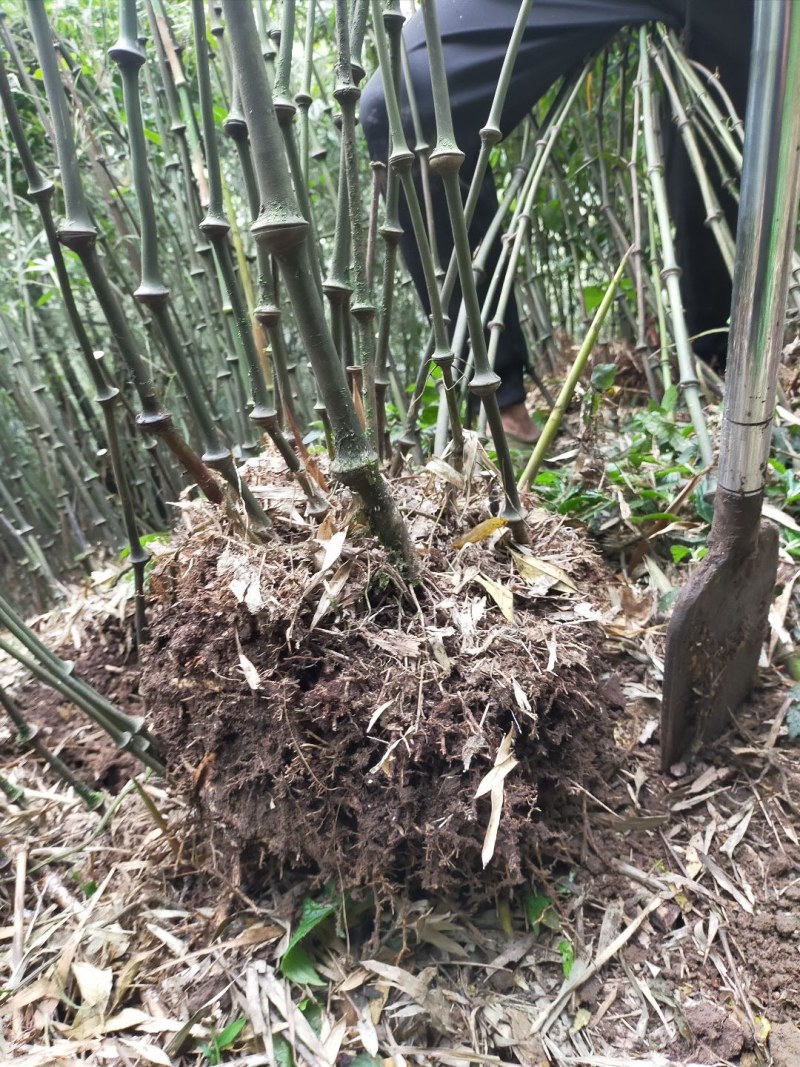筇竹