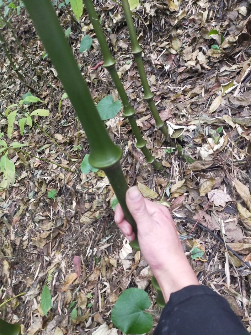 筇竹