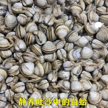 产地直销白蛤蜊新鲜白蛤蜊白蛤蜊白蛤蜊白蛤蜊