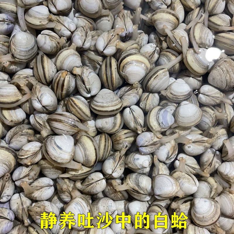产地直销白蛤蜊新鲜白蛤蜊白蛤蜊白蛤蜊白蛤蜊