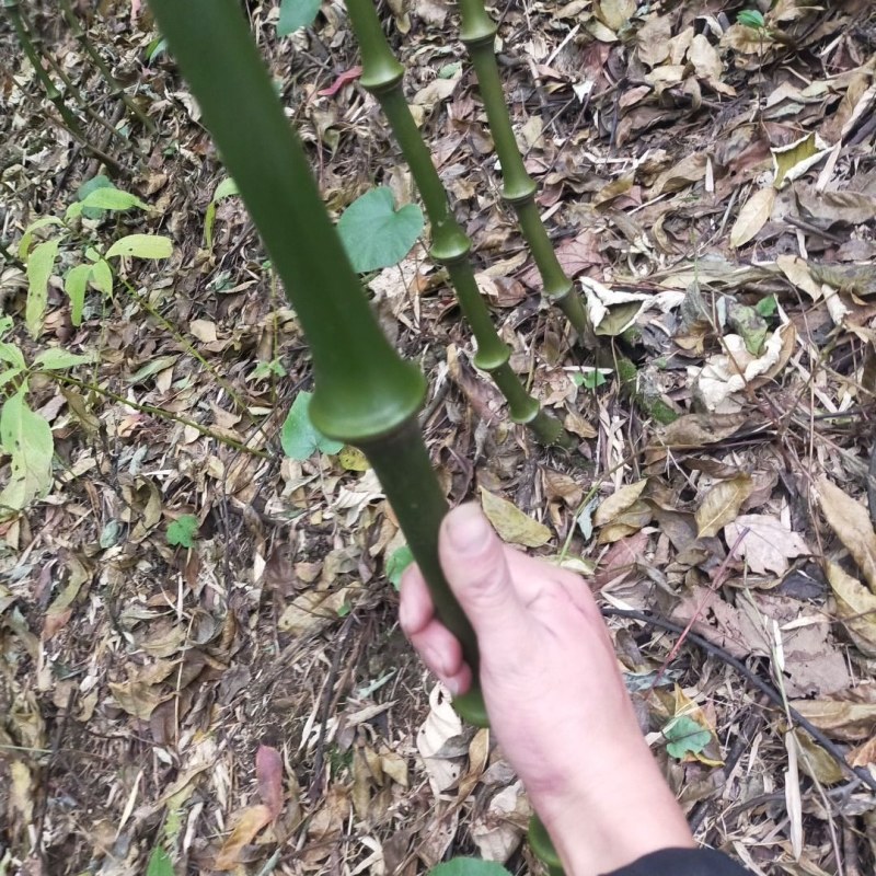 筇竹