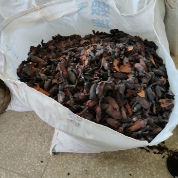 中药材厚朴花