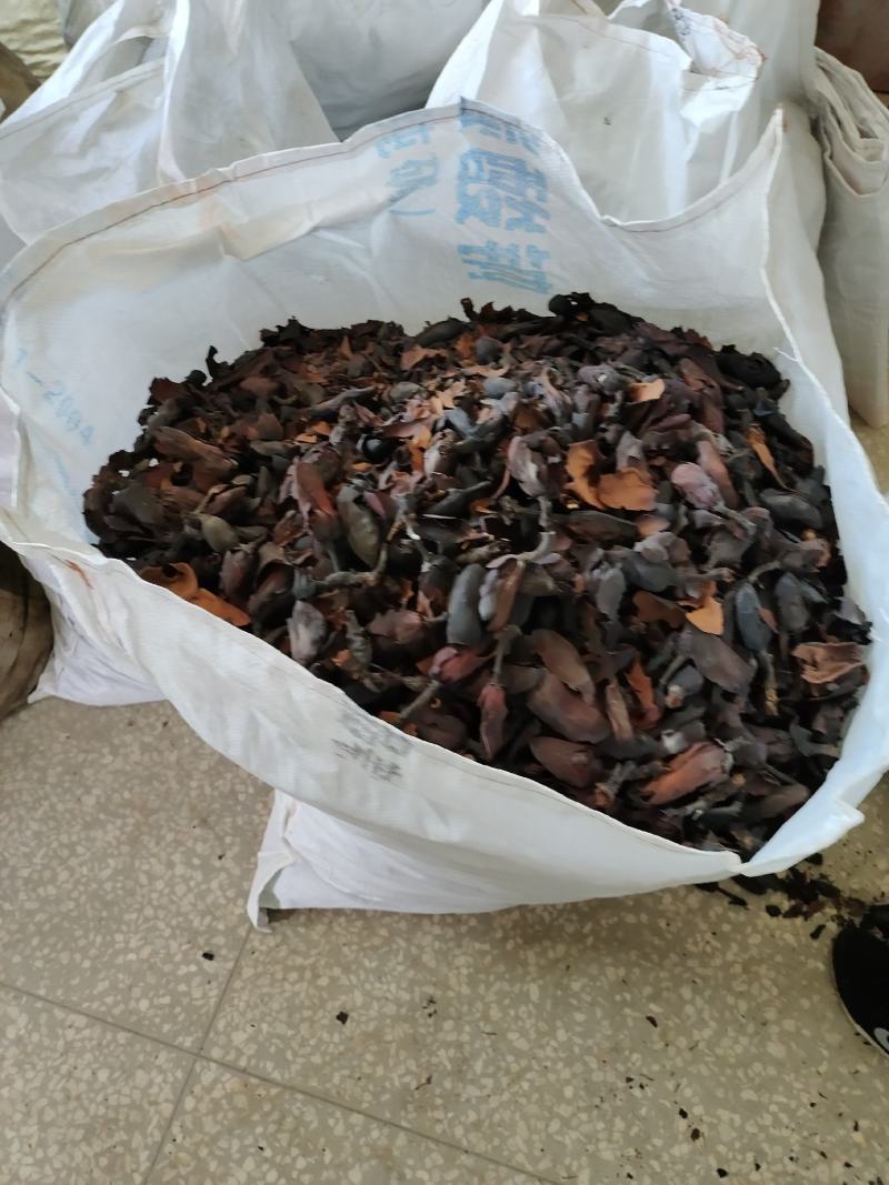 中药材厚朴花