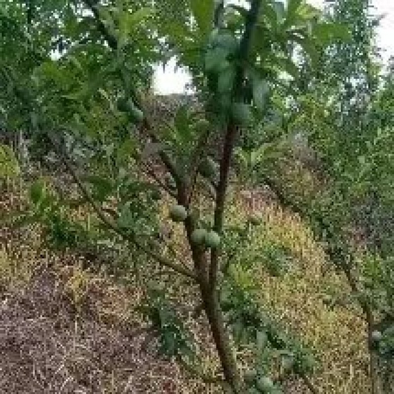 贵州四月李，个大饱满香味浓郁，口感脆嫩清甜
