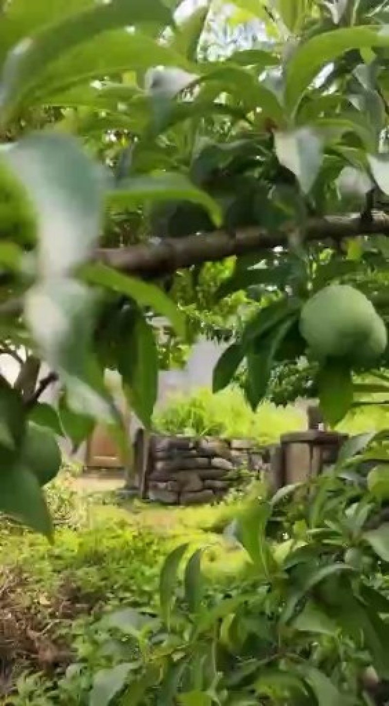 贵州四月李，个大饱满香味浓郁，口感脆嫩清甜